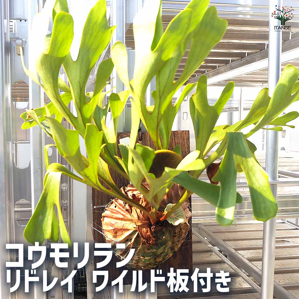 ビカクシダ リドレイ ワイルド 板付け コウモリラン コウモリラン リドレイ ワイルド板付き 【観葉植物 なし/1個