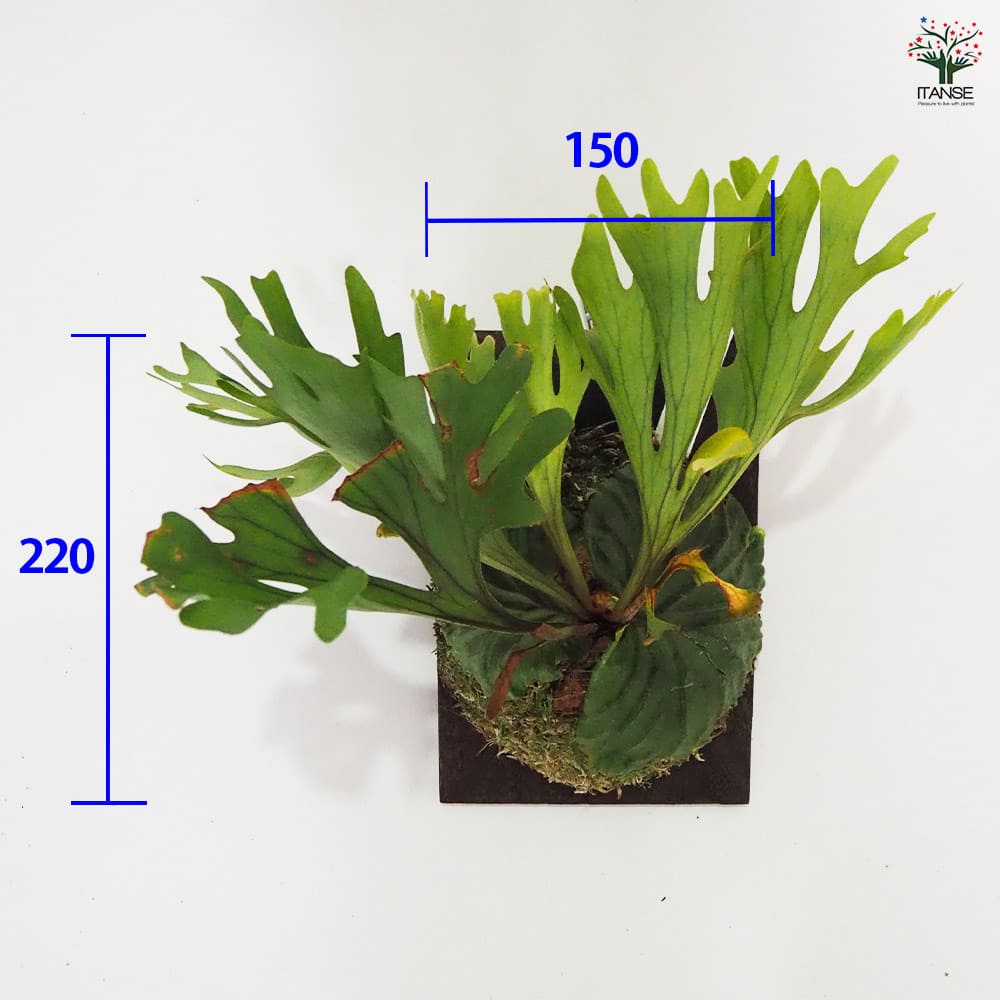 コウモリラン リドレイ ワイルド板付き 【観葉植物 なし／1個売り】