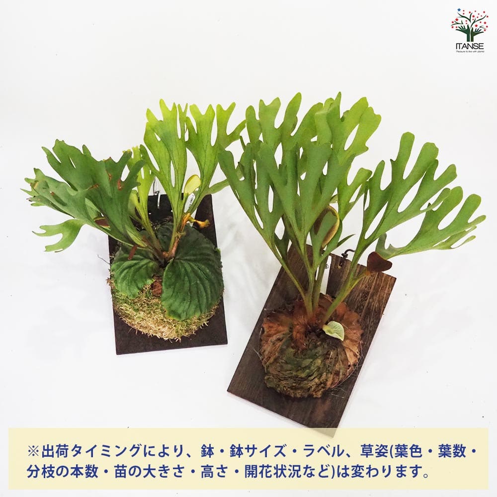 コウモリラン リドレイ ワイルド板付き 【観葉植物 なし／1個