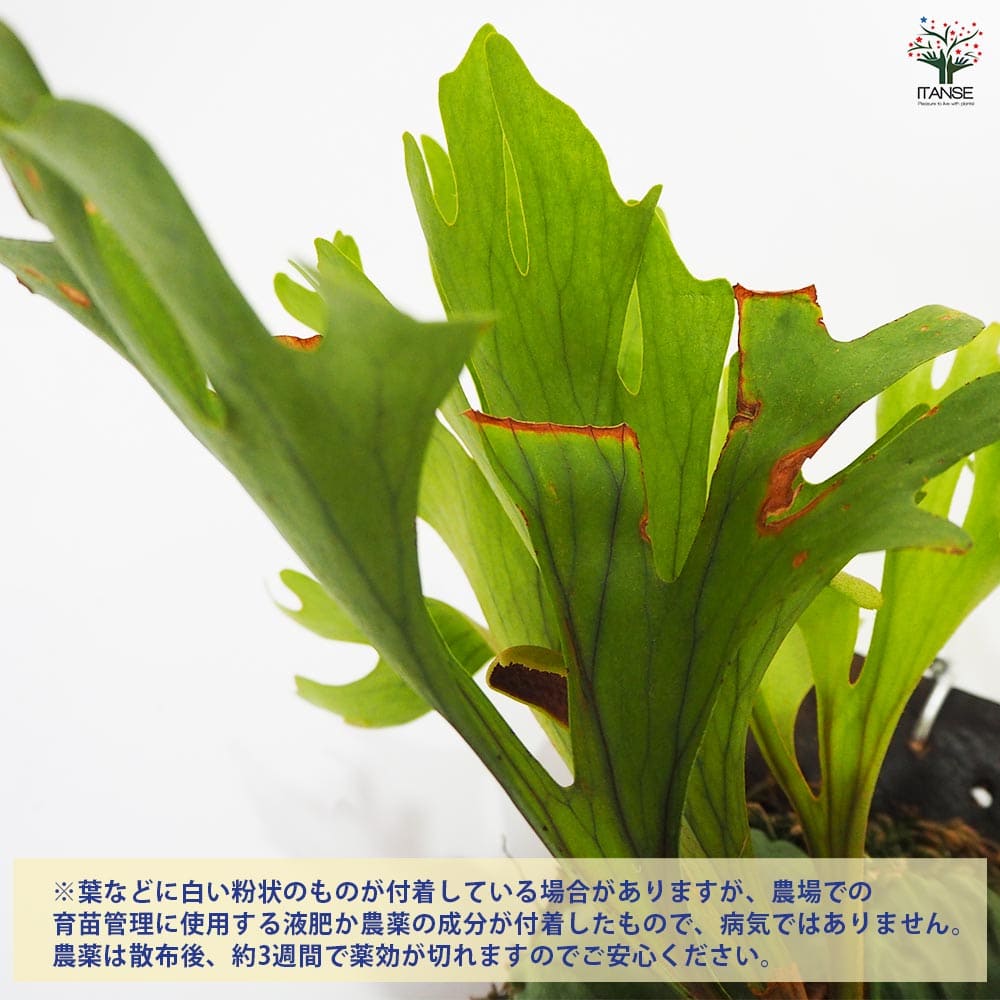 コウモリラン リドレイ ワイルド板付き 【観葉植物 なし／1個