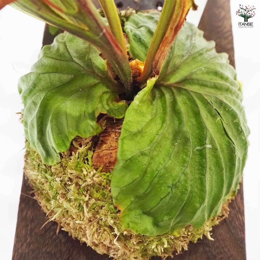 コウモリラン リドレイ ワイルド板付き 【観葉植物 なし／1個売り】