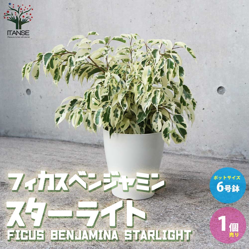 フィカス ベンジャミン スターライト 【観葉植物 6号鉢／1個売り