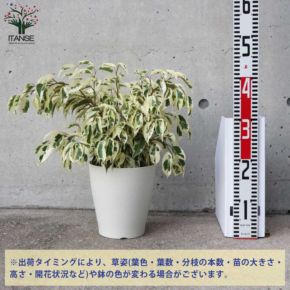 最新のデザイン 観葉植物 ベンジャミン スターライト 鉢カバー付き 5号 最新のデザイン 観葉植物 ベンジャミン スターライト 鉢カバー付き 5号