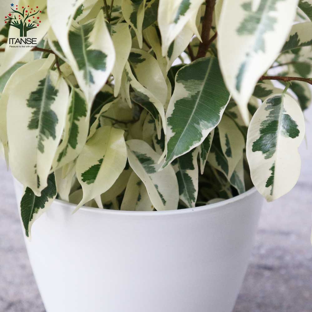 フィカス ベンジャミン スターライト 【観葉植物 6号鉢／1個売り