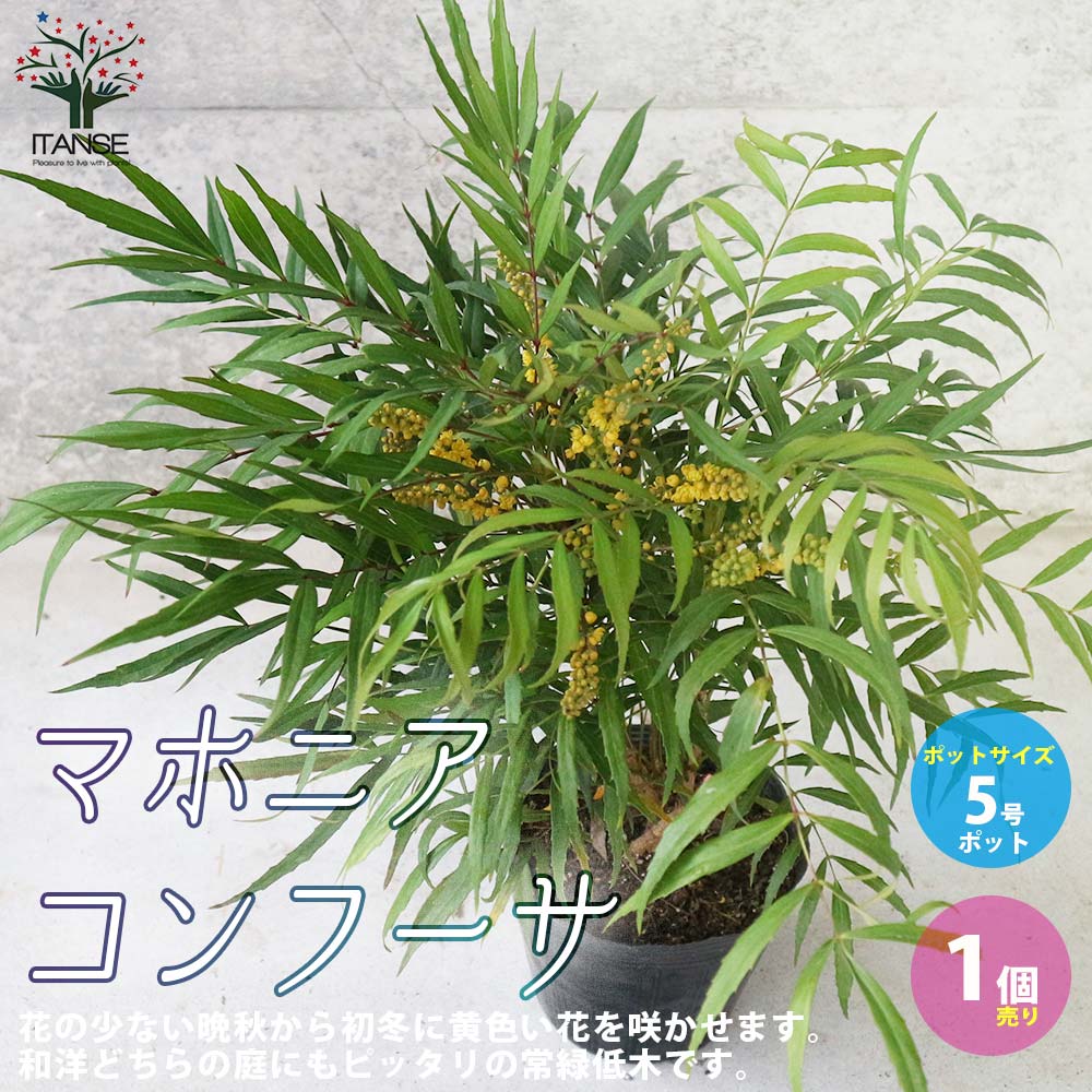 Itanse良品ｾﾚｸﾄ通販