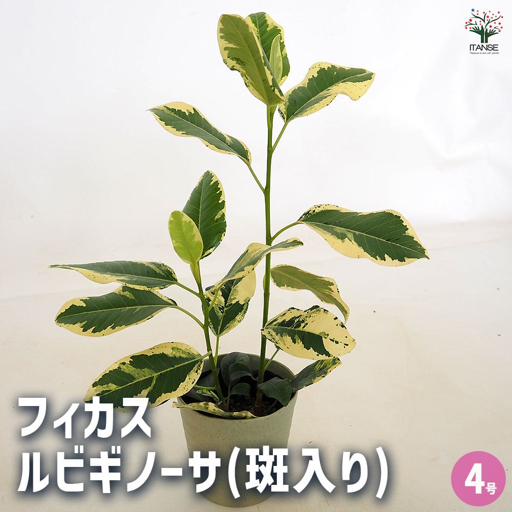 フィカス ルビギノーサ(斑入り) 【観葉植物 4号／1個売り】｜ 【植物の