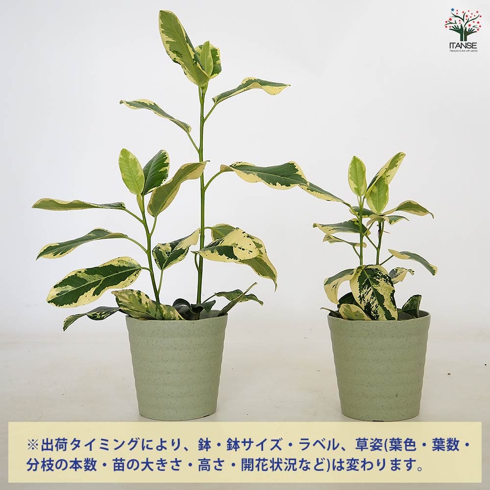 フィカス ルビギノーサ(斑入り) 【観葉植物 4号／1個売り】｜ 【植物の