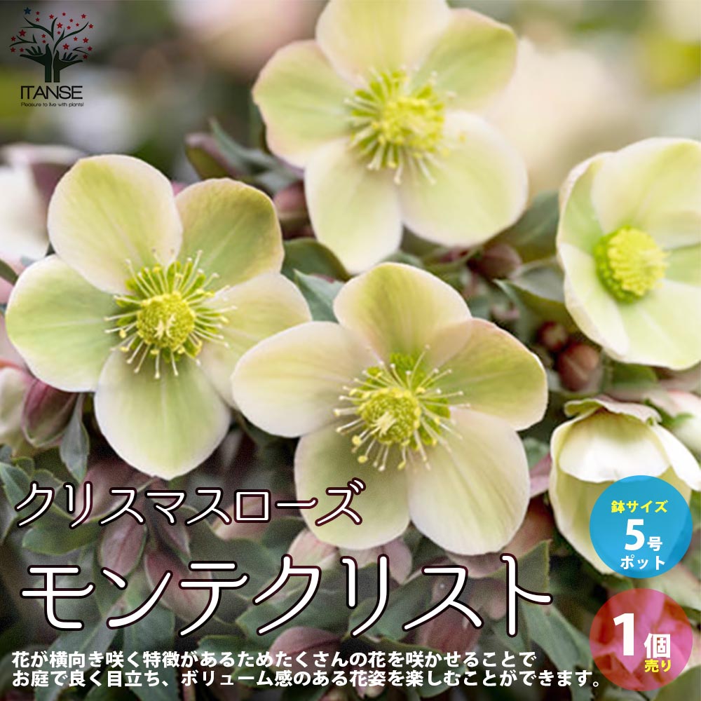 クリスマスローズ モンテクリスト【花苗 5号ポット苗／1個売り】