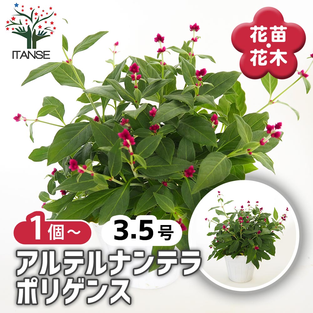 アルテルナンテラ ポリゲンス 【花苗 3号】