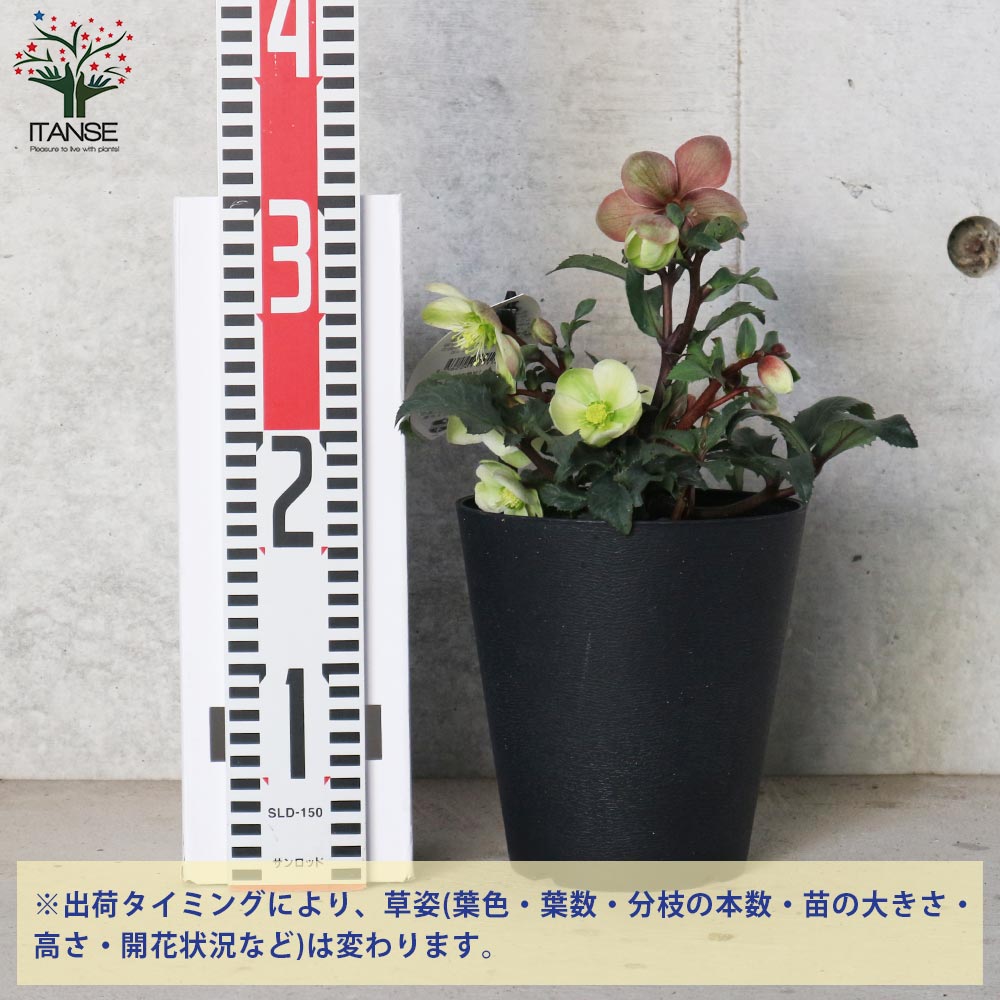 クリスマスローズ モンテクリスト【花苗 5号ポット苗／1個売り】