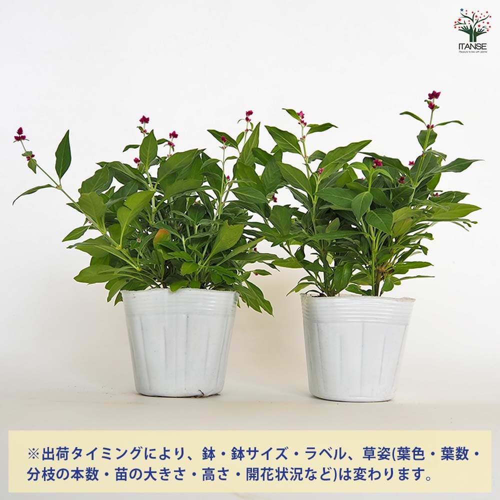 アルテルナンテラ ポリゲンス 【花苗 3号】