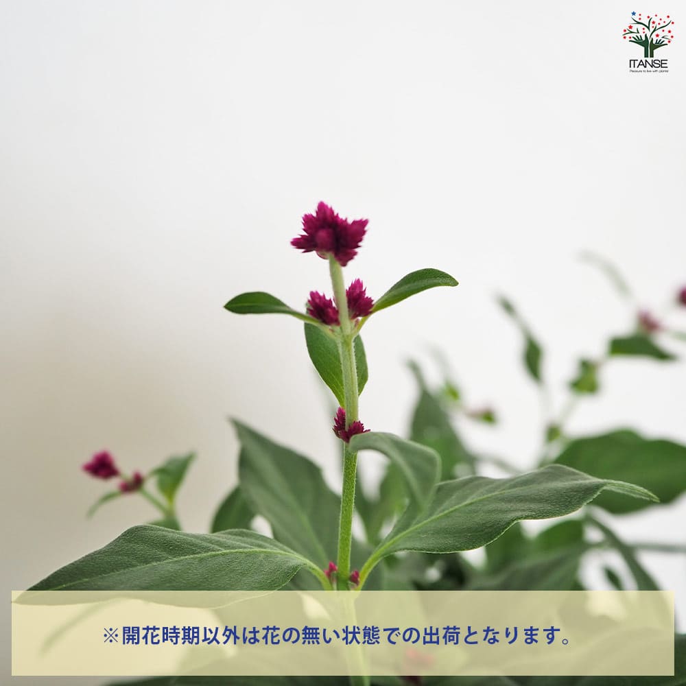 アルテルナンテラ ポリゲンス 【花苗 3号】