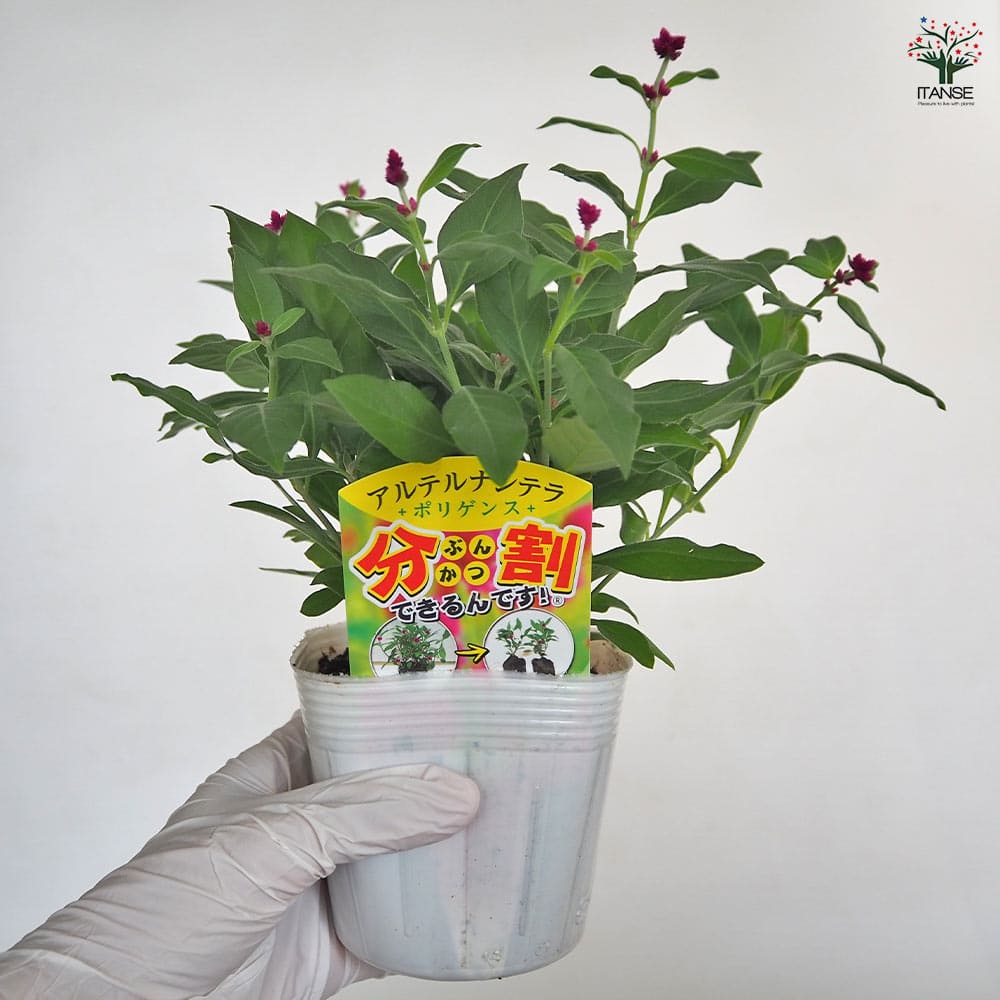 アルテルナンテラ ポリゲンス 【花苗 3号】