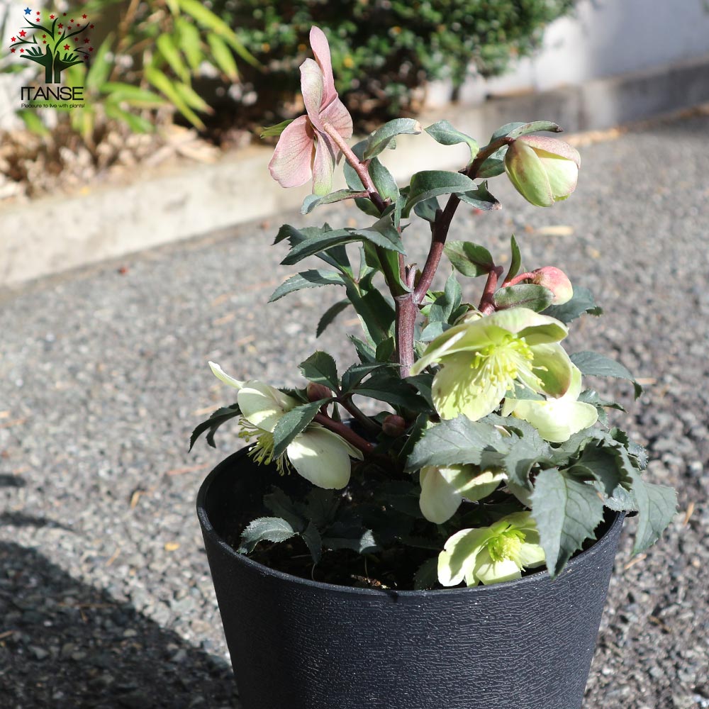 クリスマスローズ モンテクリスト【花苗 5号ポット苗／1個売り】