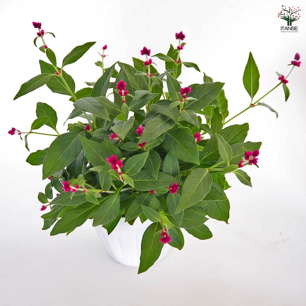 アルテルナンテラ ポリゲンス 【花苗 3号】