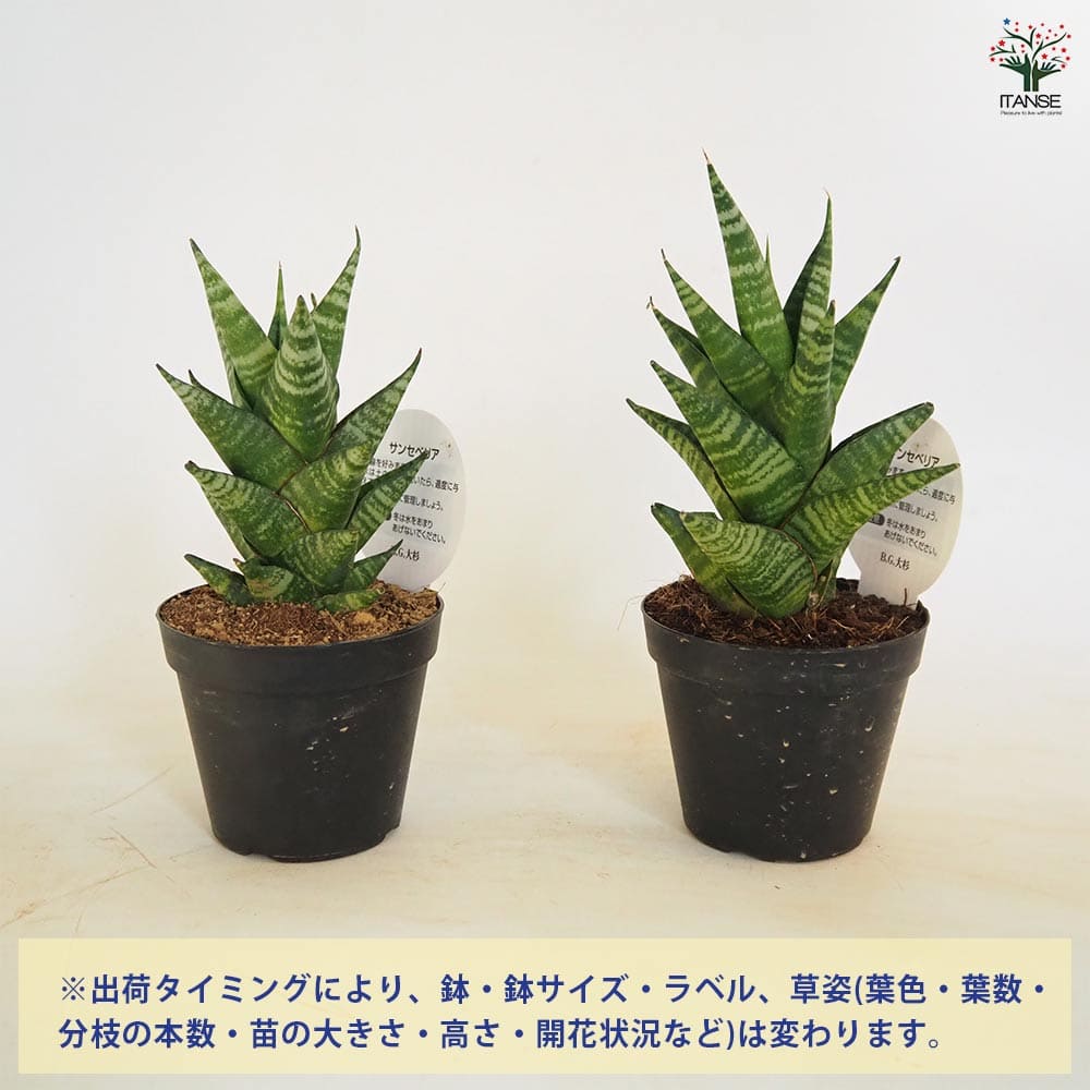 サンスベリア タイハイブリッド 【観葉植物 3号／1個売り】｜ 【植物の