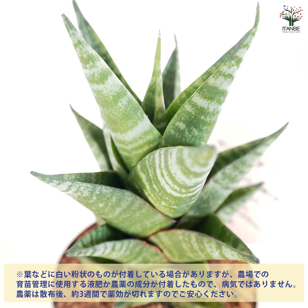 サンスベリア タイハイブリッド 【観葉植物 3号/1個売り サンスベリア タイハイブリッド 【観葉植物 3号/1個売り