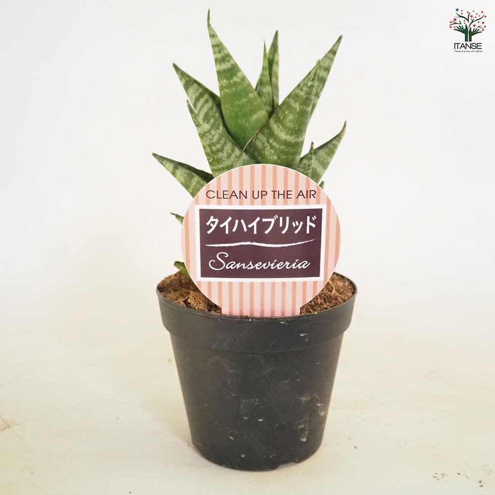 サンスベリア タイハイブリッド 【観葉植物 3号／1個売り】｜ 【植物の