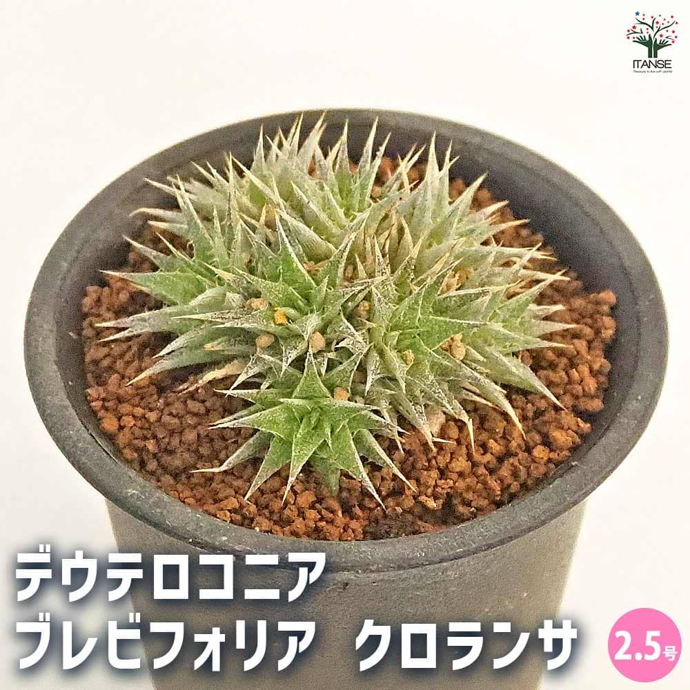 デウテロコニア ブレビフォリア クロランサ 【多肉植物 2.5号/1個売り デウテロコニア ブレビフォリア クロランサ 【多肉植物 2.5号/1個売り