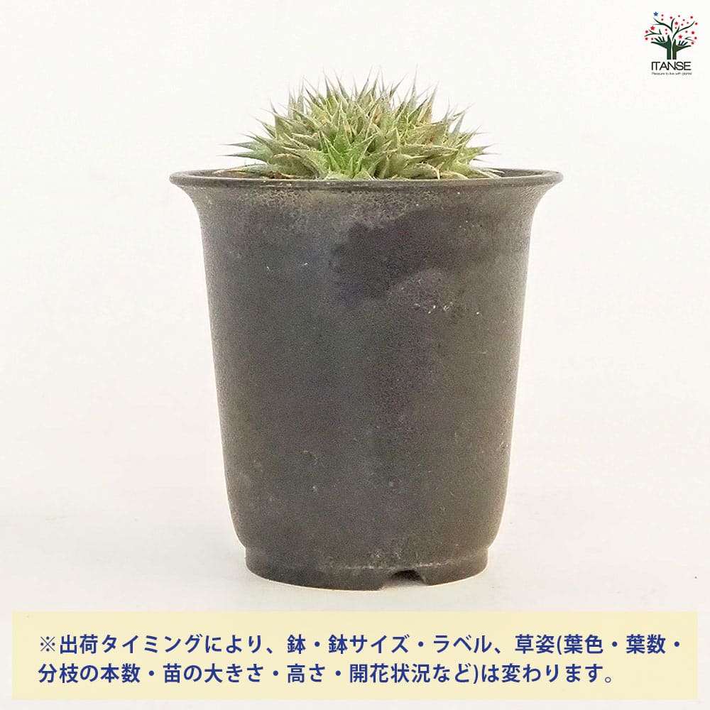 デウテロコニア ブレビフォリア クロランサ 【多肉植物 2.5号／1個売り