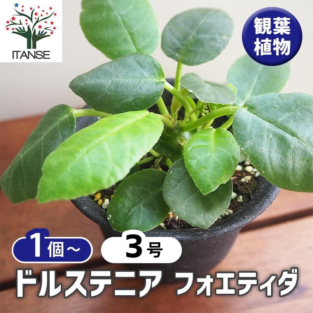 ドルステニア　フォエチダ　クリスタータ ドルステニア フォエチダ クリスタータ(綴化) 「Dorstenia foetida cris