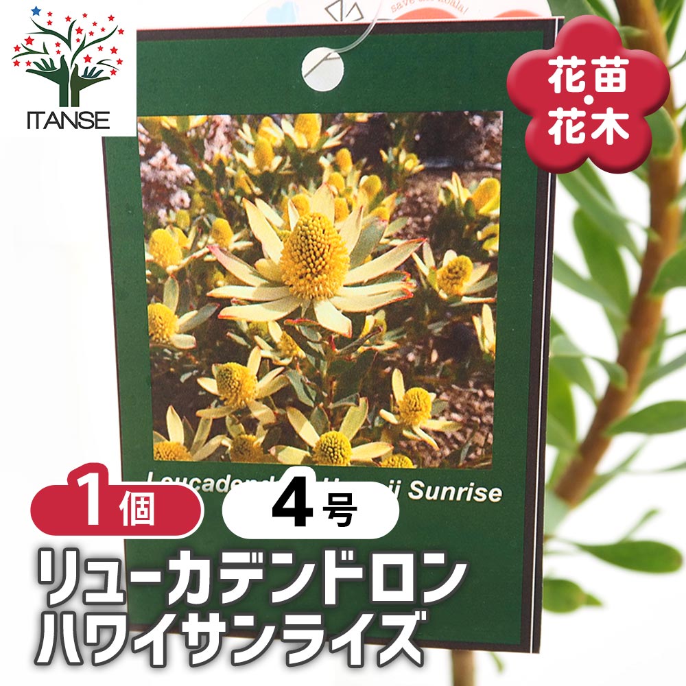 リューカデンドロン ハワイアンサンライズ 【花木苗 4号／1個売り