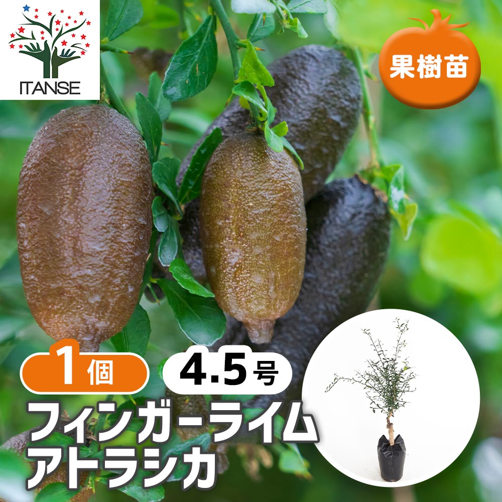 フィンガーライム アトラシカ 【果樹の苗木 4.5号／1個売り】