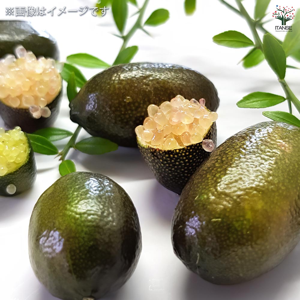 フィンガーライム アトラシカ 【果樹の苗木 4.5号／1個売り】