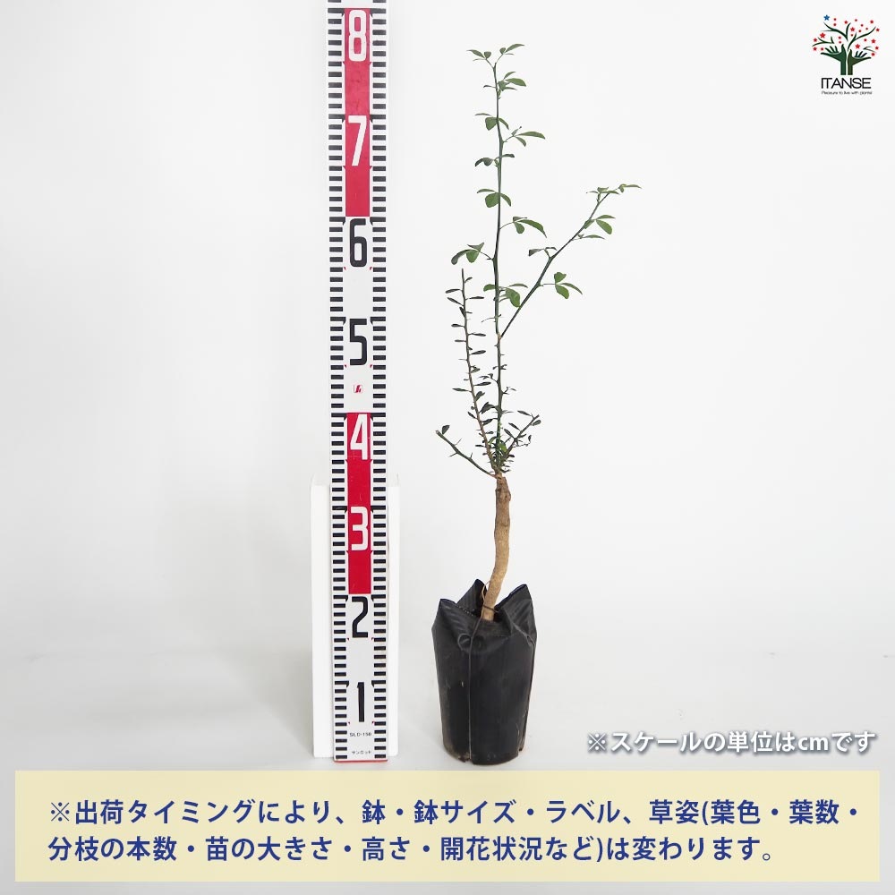 フィンガーライム アトラシカ 【果樹の苗木 4.5号／1個売り】