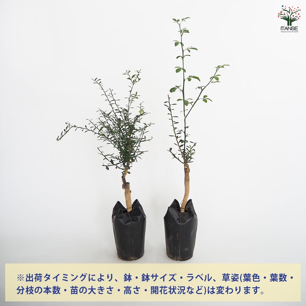 フィンガーライム アトラシカ 【果樹の苗木 4.5号／1個売り】