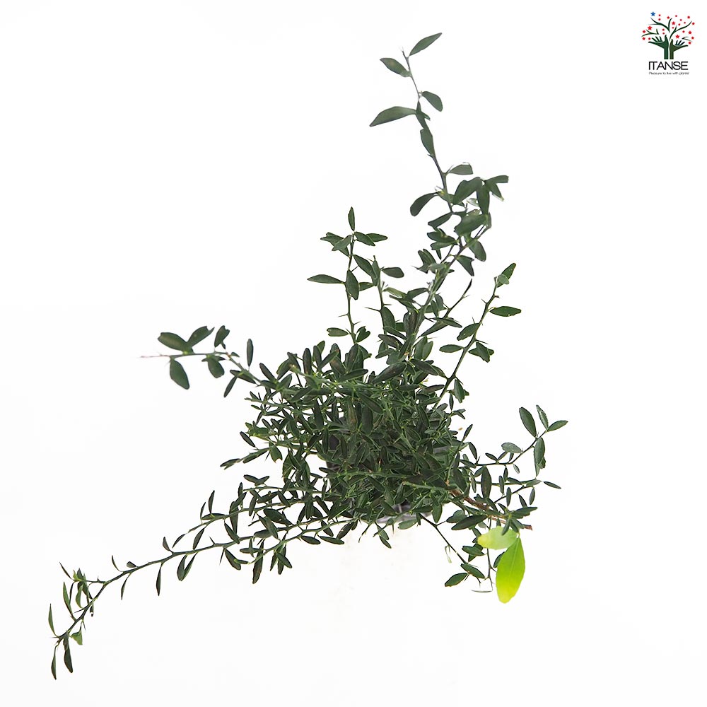 フィンガーライム アトラシカ 【果樹の苗木 4.5号／1個売り】