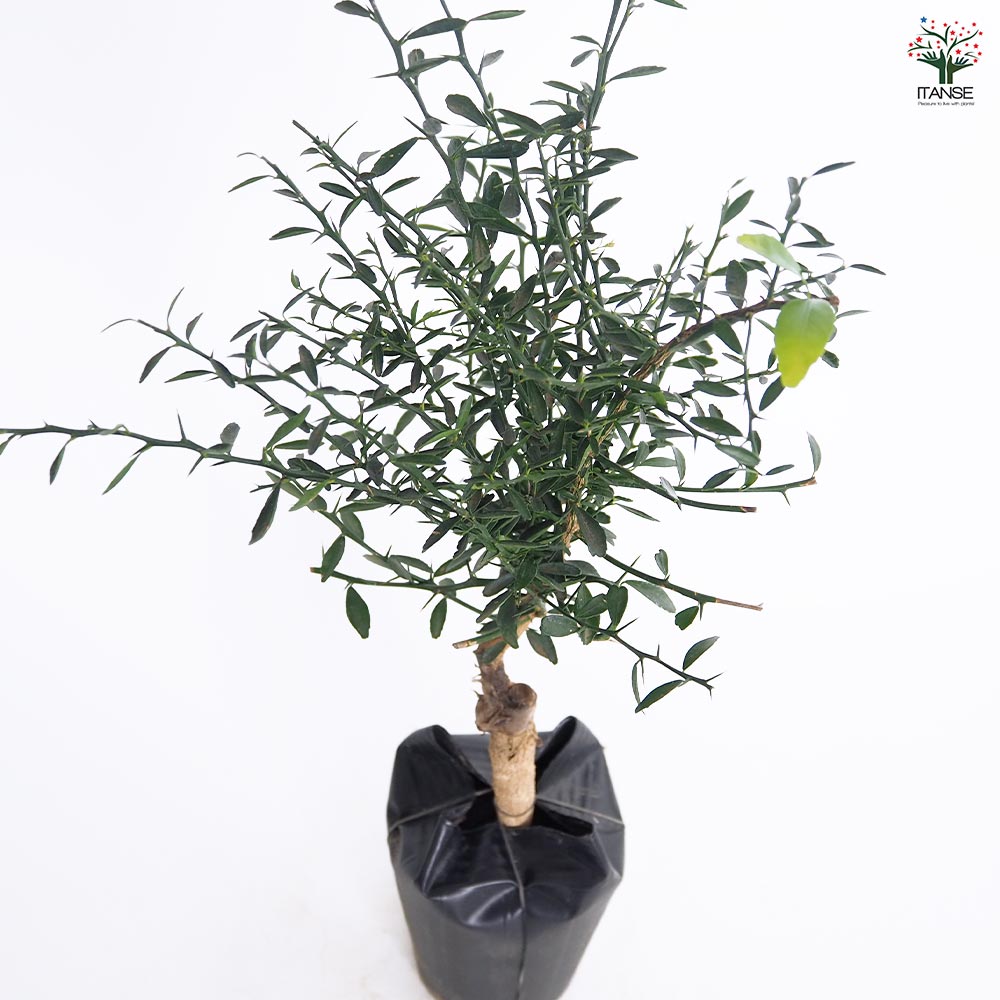 フィンガーライム アトラシカ 【果樹の苗木 4.5号／1個売り】