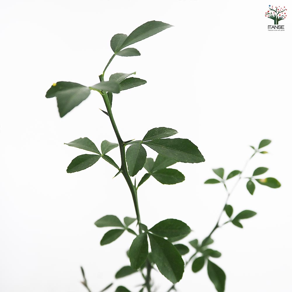 フィンガーライム アトラシカ 【果樹の苗木 4.5号／1個売り】