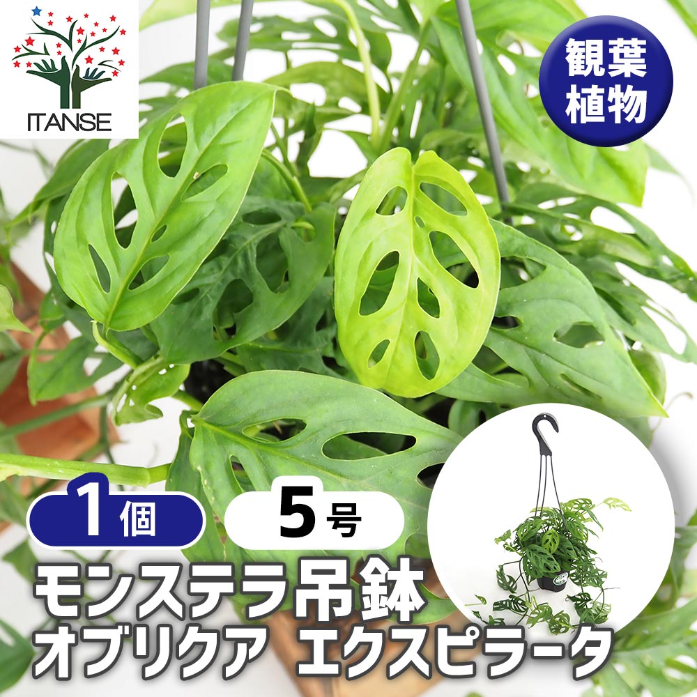 モンステラ オブリクア エクスピラータ吊り鉢  【観葉植物 5号／1個売り】