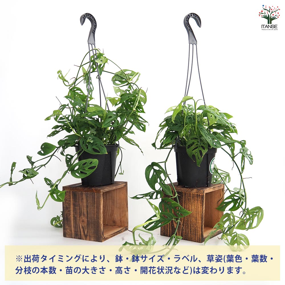 モンステラ オブリクア エクスピラータ吊り鉢 【観葉植物 5号／1個売り