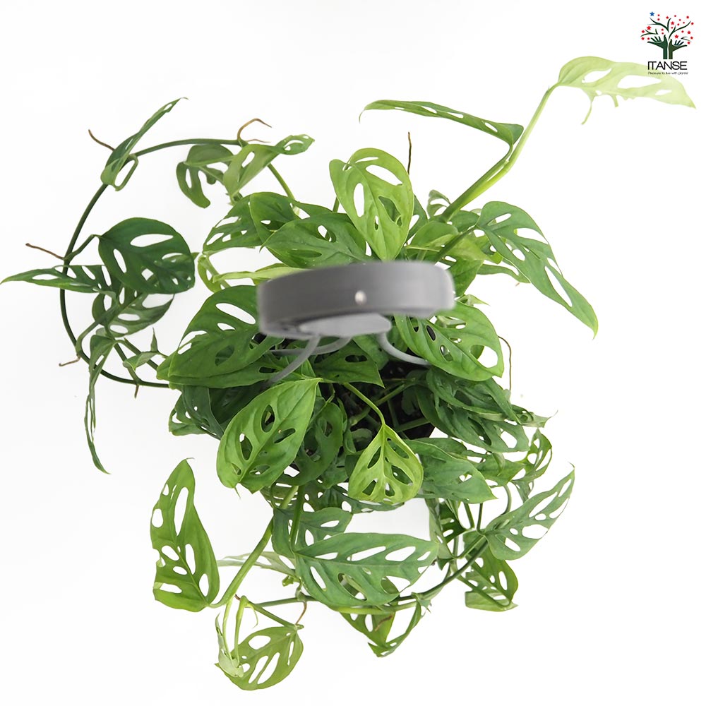 モンステラ オブリクア エクスピラータ吊り鉢  【観葉植物 5号／1個売り】