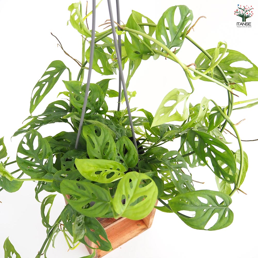 モンステラ オブリクア エクスピラータ吊り鉢  【観葉植物 5号／1個売り】