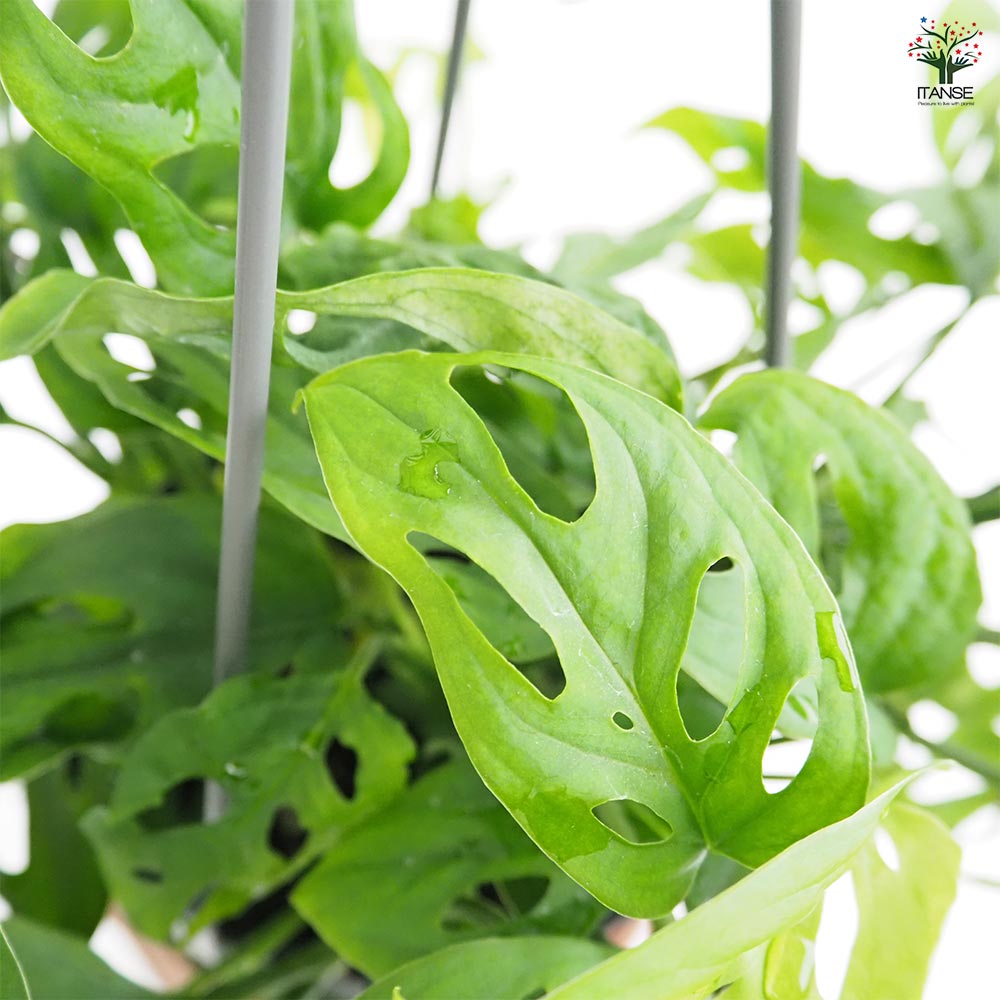 モンステラ オブリクア エクスピラータ吊り鉢  【観葉植物 5号／1個売り】