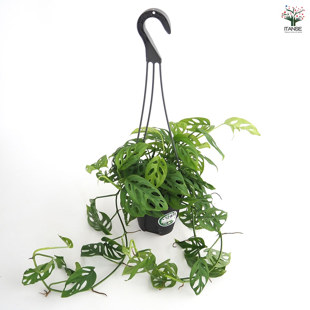 モンステラ オブリクア エクスピラータ吊り鉢  【観葉植物 5号／1個売り】