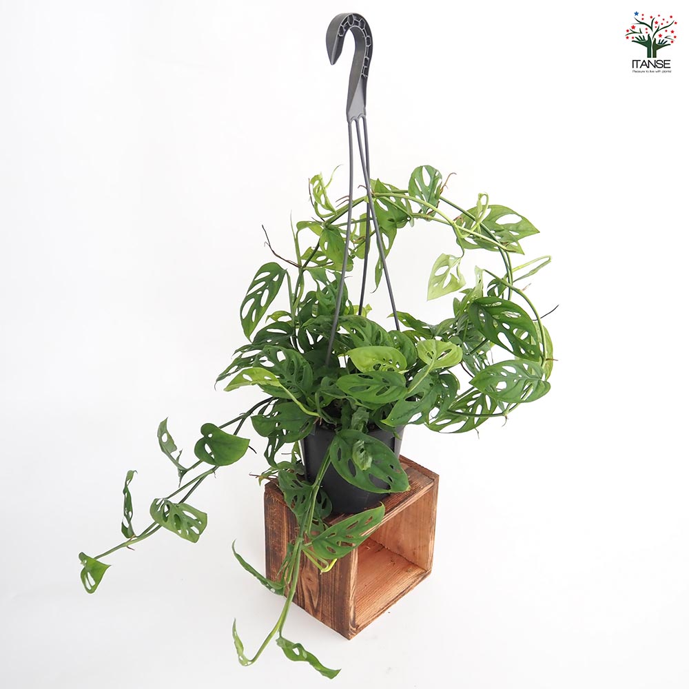 モンステラ オブリクア エクスピラータ吊り鉢  【観葉植物 5号／1個売り】