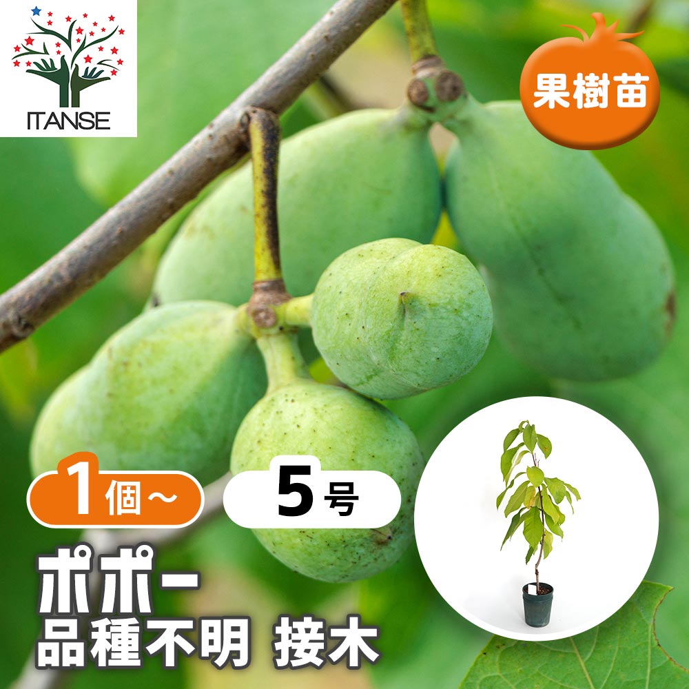 ポポーの苗木 品種不明 接木 【果樹の苗木 5号／1個売り】｜ 【植物の