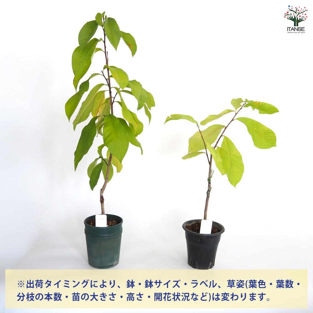 ポポーの苗木 品種不明 接木 【果樹の苗木 5号／1個売り】｜ 【植物の