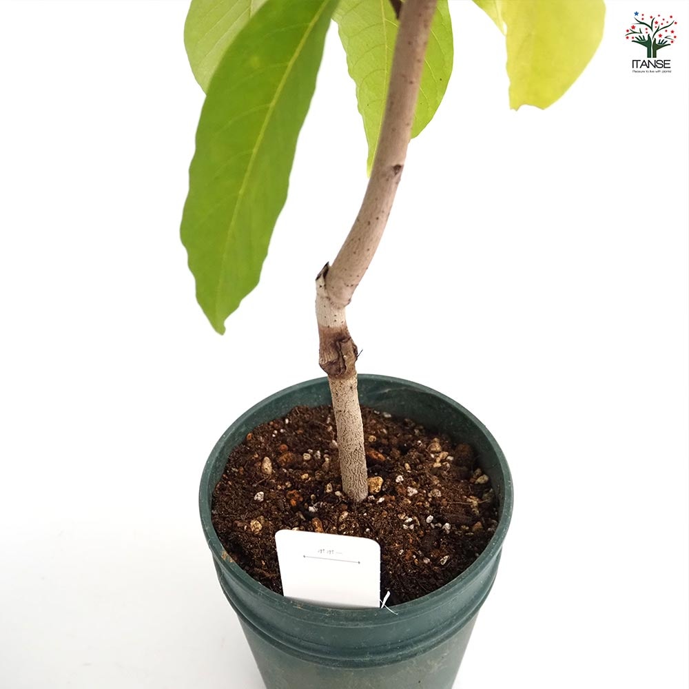 ポポーの苗木 品種不明 接木 【果樹の苗木 5号／1個売り】｜ 【植物の