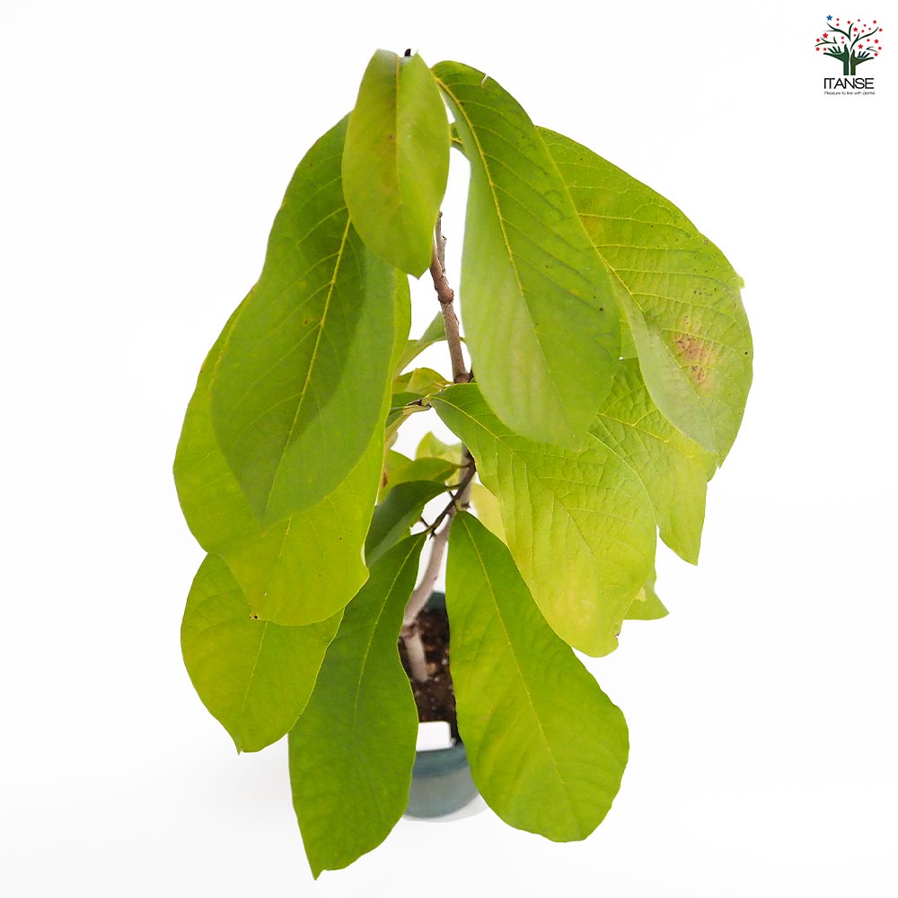 優秀 ポポーのタネ グッドシード 果樹の穂木各種 ポポー接木苗2種選択