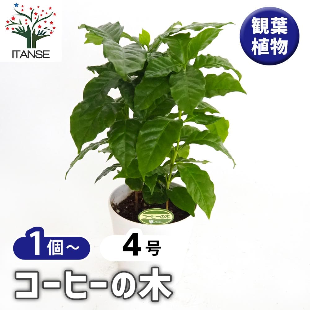 コーヒーの木　苗　観葉植物　コーヒーノキ Amazon｜ITANSE コーヒーの木(コーヒーノキ) 【果樹苗 9cmポット