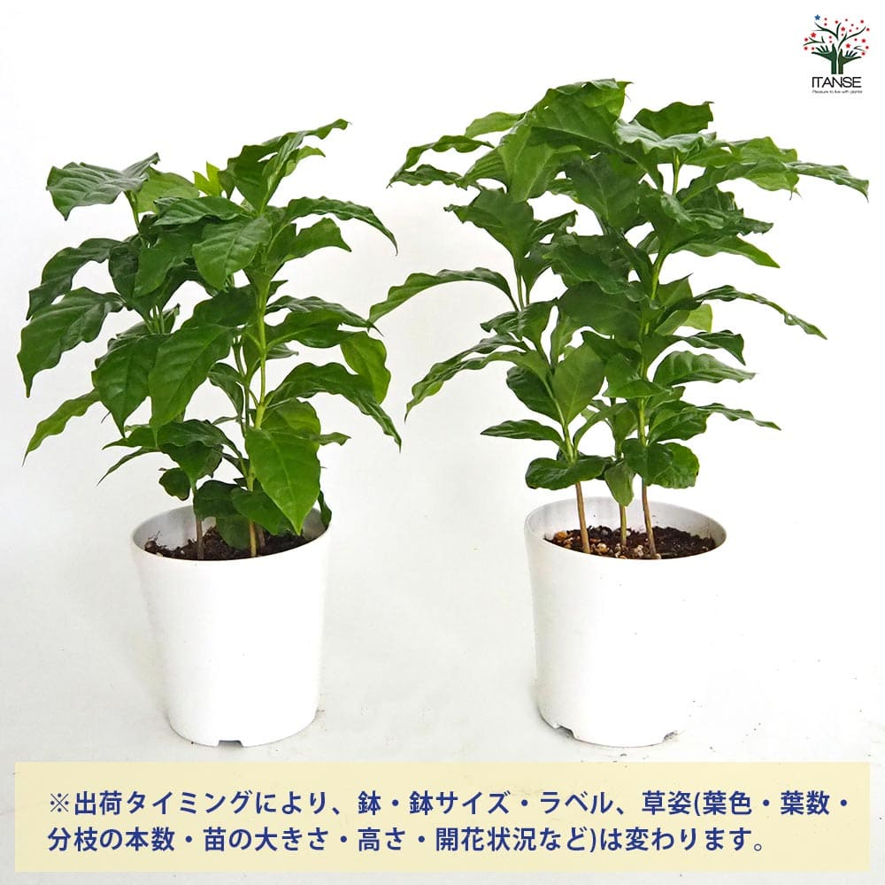 コーヒーの木 【観葉植物 4号】｜ 【植物のITANSE】全品送料無料