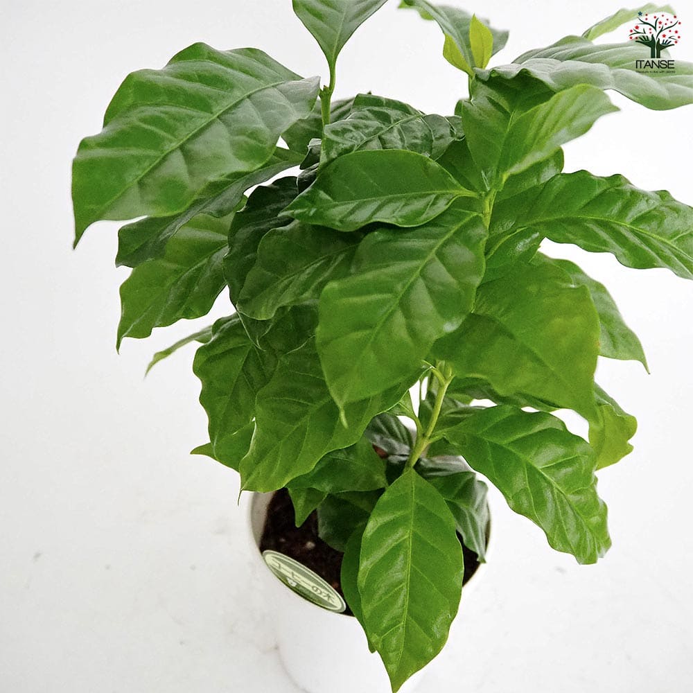 コーヒーの木 【観葉植物 4号】｜ 【植物のITANSE】全品送料無料