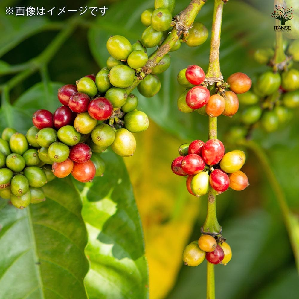 コーヒーの木 【観葉植物 4号】｜ 【植物のITANSE】全品送料無料