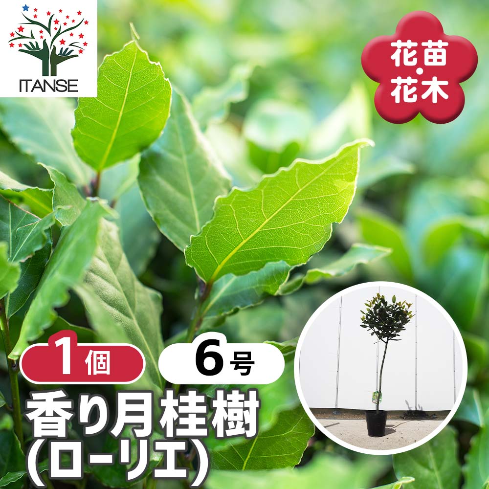 香り月桂樹 【花木苗 6号／1個売り】｜ 【植物のITANSE】全品