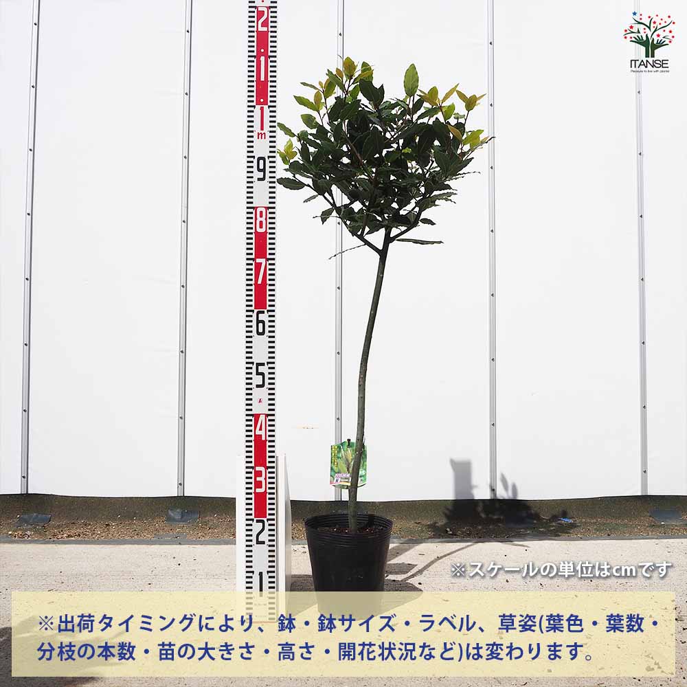 香り月桂樹 【花木苗 6号／1個売り】｜ 【植物のITANSE】全品